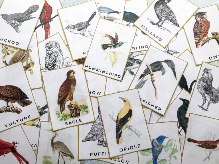 bird-nature-study-printables-homeschool-compass