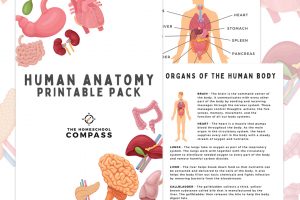 https://homeschoolcompass.com/wp-content/uploads/2021/02/Human-Body-Printable-Graphic-300x200.jpg