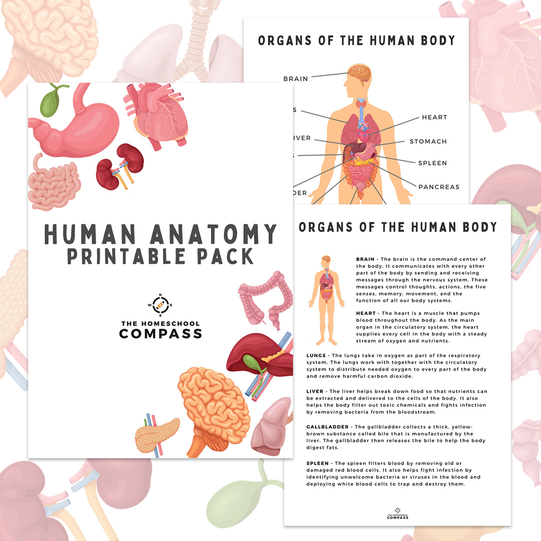 free human anatomy printable pack homeschool compass