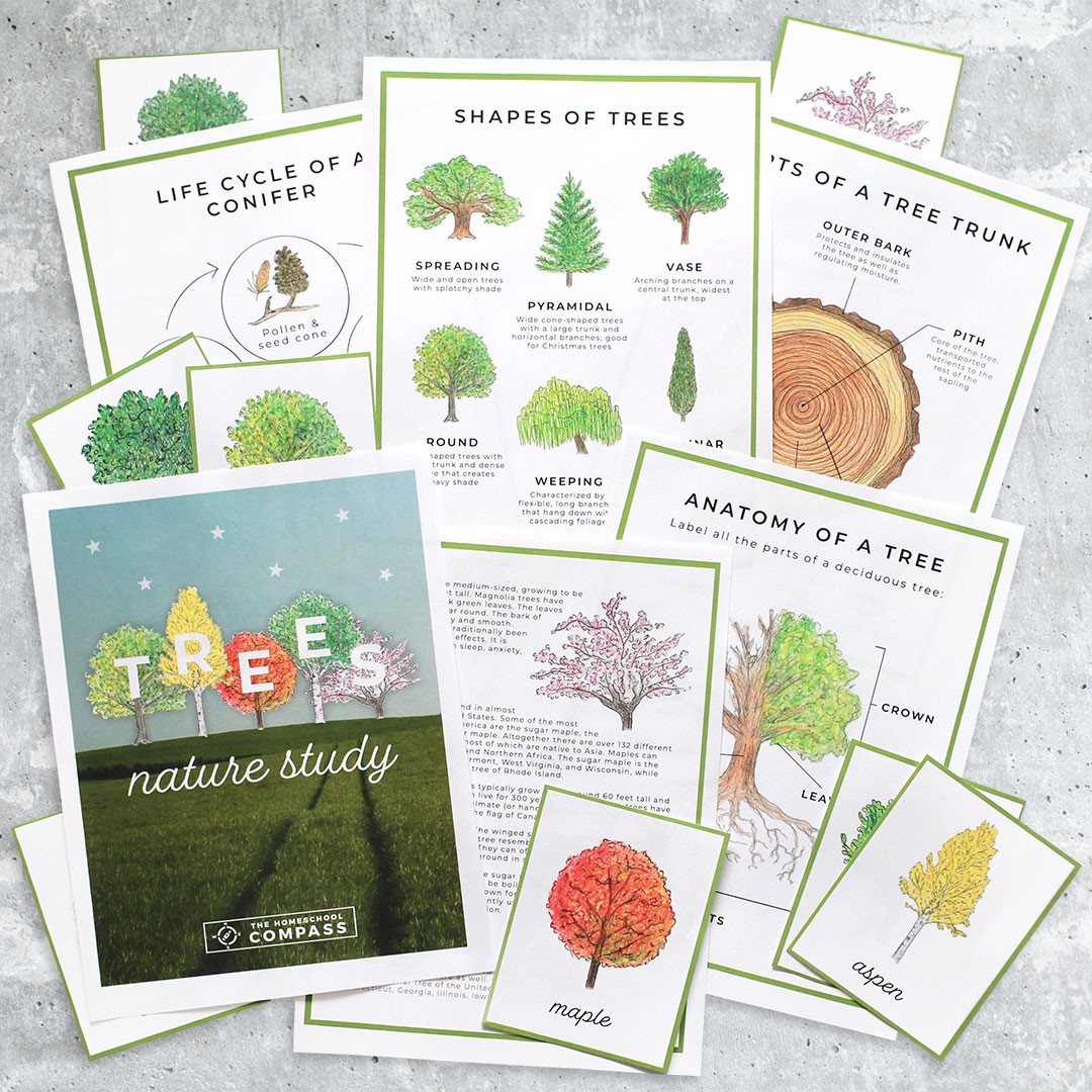 Free Tree Nature Study Printables Homeschool Compass